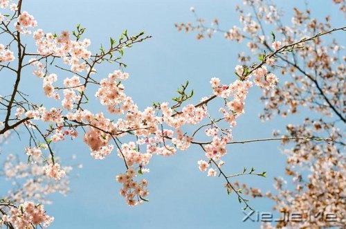 生命，只需要一个甜美的微笑 (3)