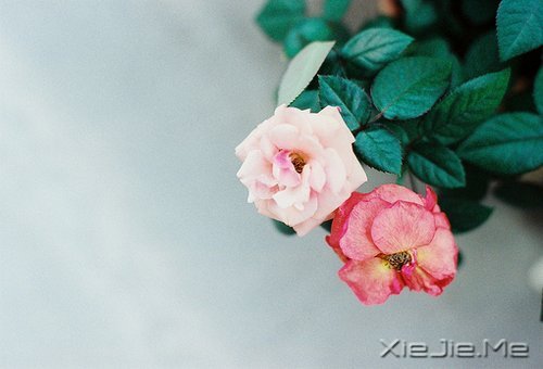 晚安心语：别让人生，输给了心情 (9)